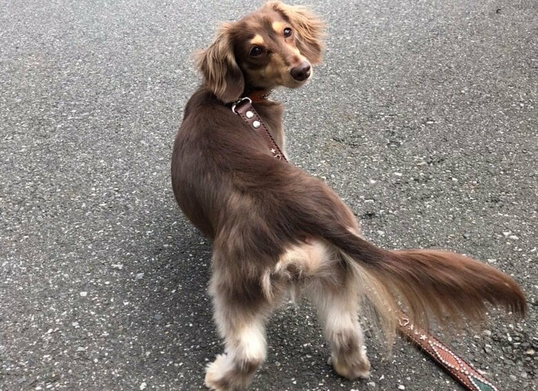 元気に散歩もする