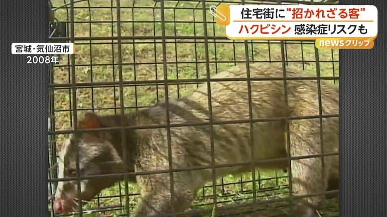 ハクビシンにとって住みやすい環境が整っているという空き家が多い人里