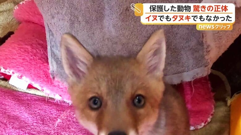 耳はとがって長い“キツネらしい”姿に