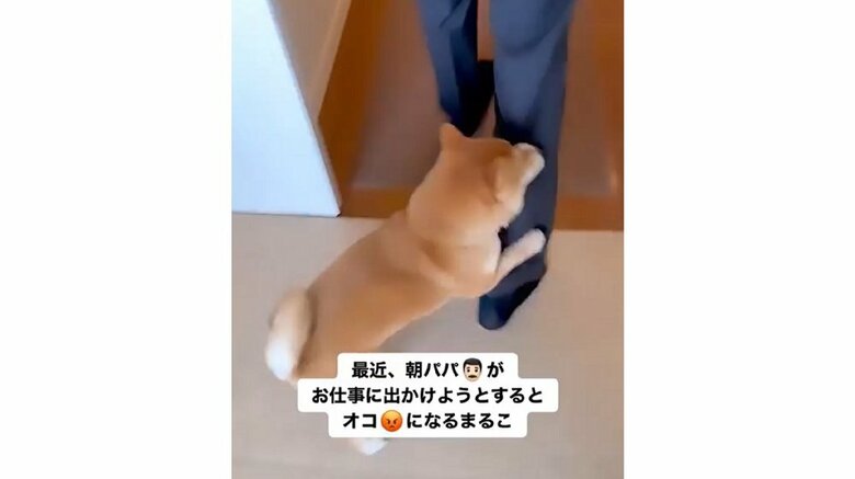 懸命に引き止めようとしているまるこちゃん（別日の様子）