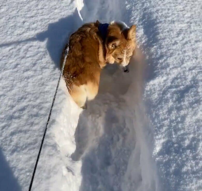 提供：むぎん家＠きよらさん