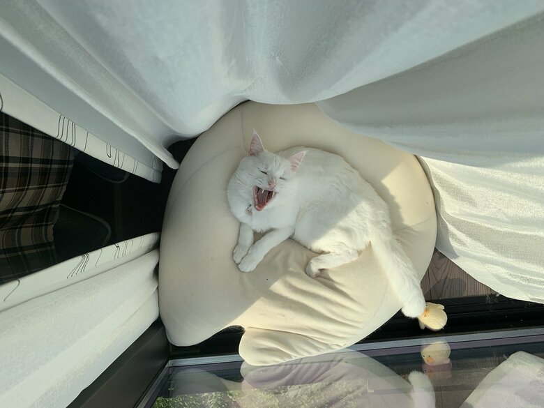 提供：@hakusama0906