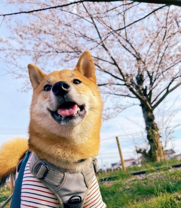 提供：柴犬まるやん日記さん