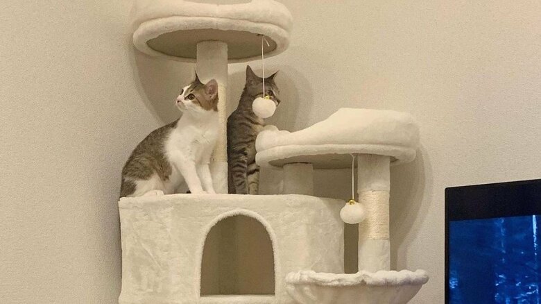 キャットタワーでも一緒