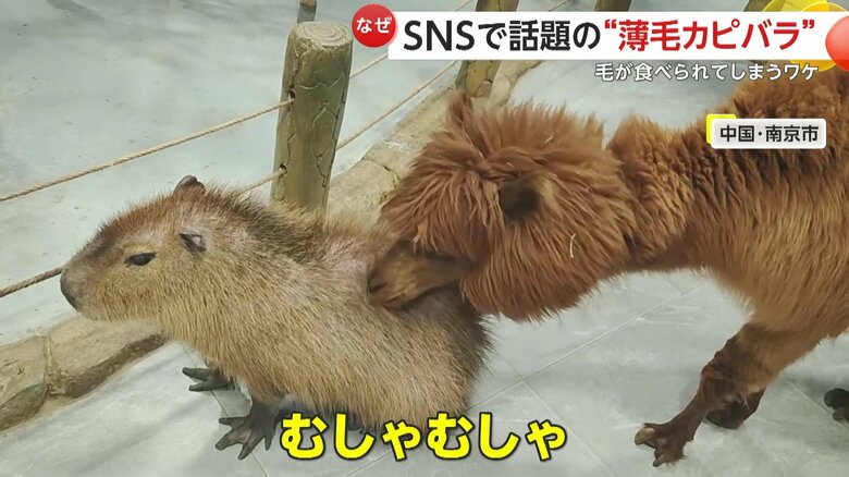カピバラに対する“噛み”ハラスメント、“カミハラ”状態
