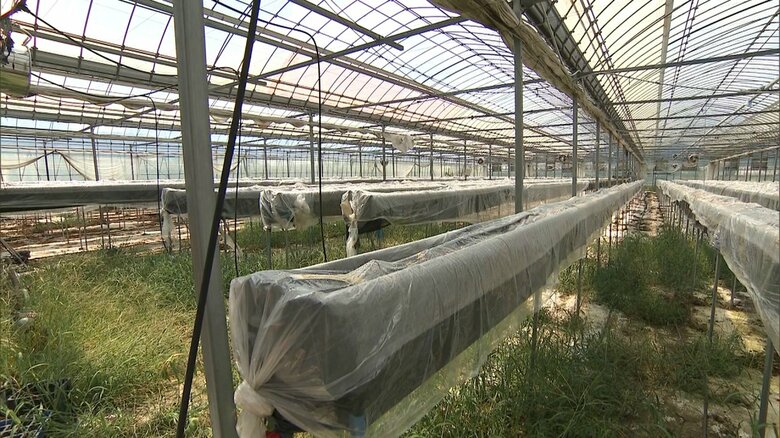 苗が全滅した渡瀬さんのイチゴハウス