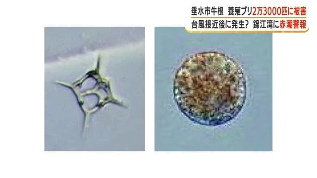 有害プランクトン「ディクチオカフィブラ」
