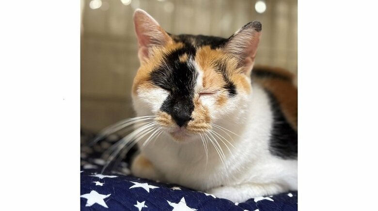 宿泊客を救ったお手柄おばあちゃん猫・ミケ子ちゃん