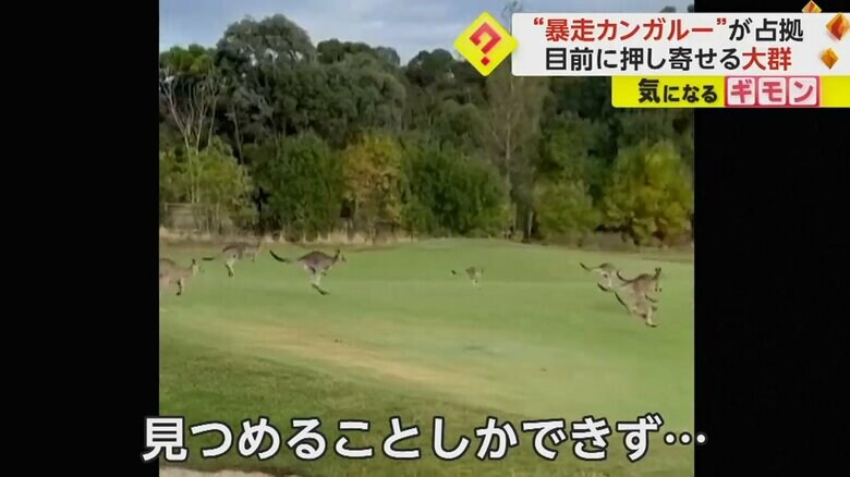 ゴルフ場を大暴走するカンガルーの大群③