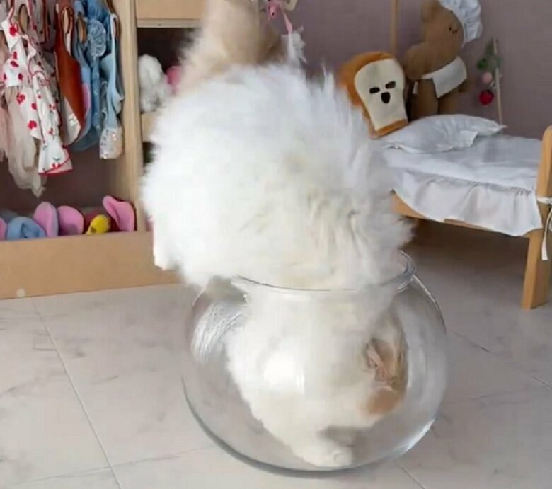 頭から容器の中へ入り込む