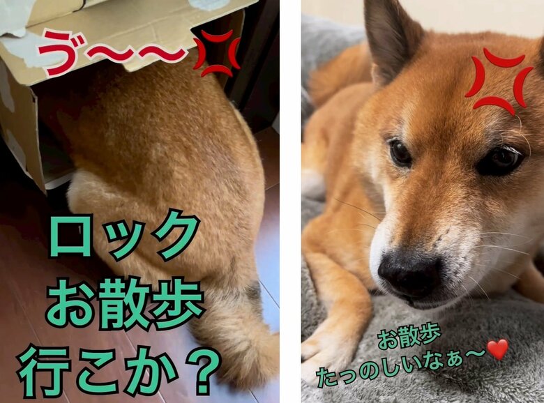 散歩とわかると段ボールに隠れたり、吠えることも