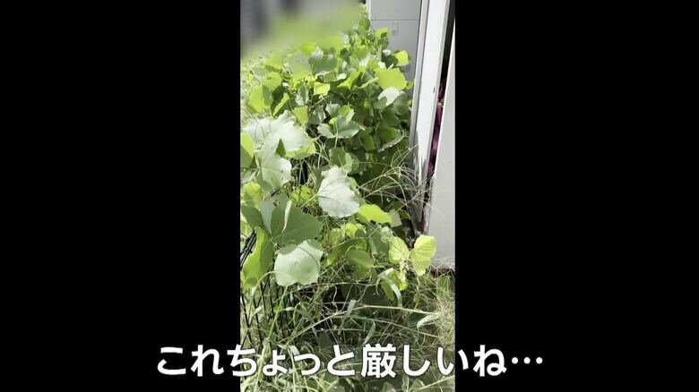 空き地から大量の草が侵食している様子