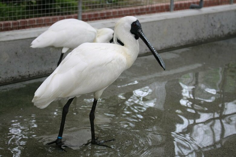 クロツラヘラサギ（提供：掛川花鳥園）