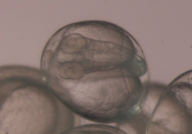 サンマ卵内発生過程4日目（画像提供：アクアマリンふくしま）