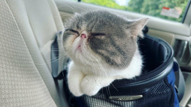 車に乗るとこんな感じになる