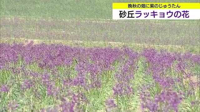 “赤紫のじゅうたん”砂丘ラッキョウの花見頃…晩秋の畑に彩り　冬の寒さを耐え抜いて収穫の初夏へ（鳥取）