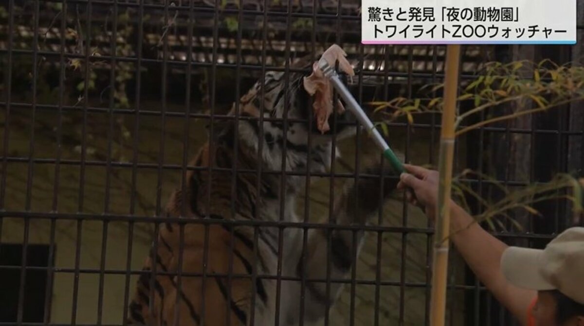いつも寝ているトラが元気」夜の動物園で子どもたちが大興奮