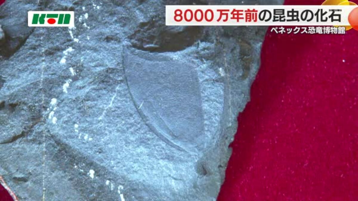 九州初！恐竜時代の「昆虫化石」を発掘し展示 8千万年前の小さな
