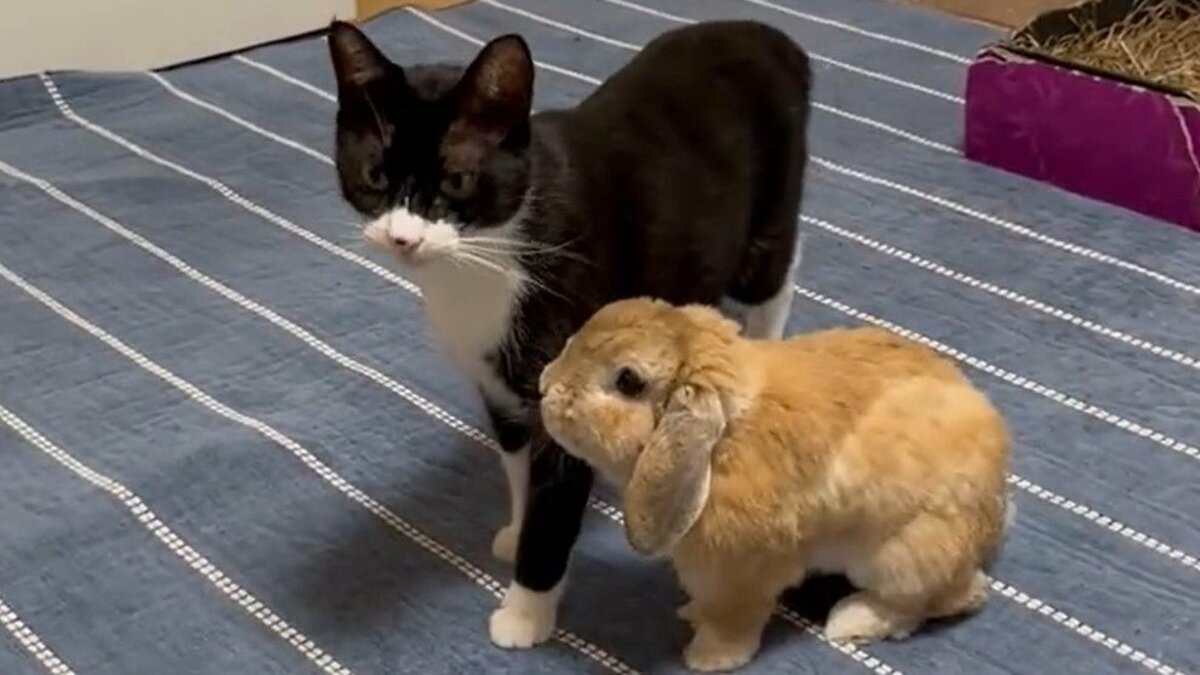 そばにいたい！猫から離れず「ぴとっ」…うさぎの愛が止まらない 2匹の