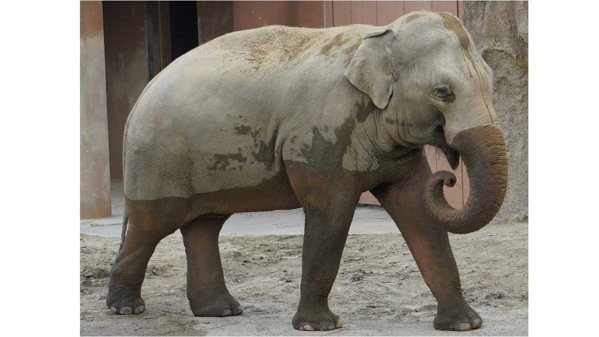 約1年で 260キロ のダイエットに成功したゾウ どんな生活を送った 動物園に聞いた