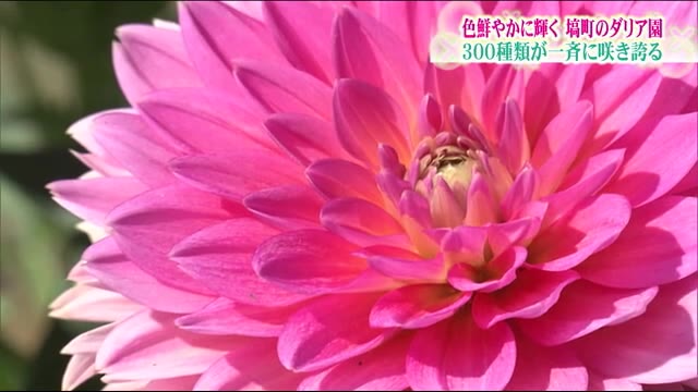 優雅 華麗 に ３００種類 ５０００株のダリアが見頃迎える 福島県塙町