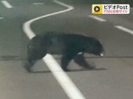 市街地でもクマの出没相次ぐ…緊急銃猟制度で出動したハンターに“3万円の報酬” 岐阜県下呂市が条例を一部改正
