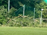 サッカーグラウンドで小学生の試合中に倒木　7人重軽傷　原因はナラ枯れによる根腐れか　樹木医と警察が実況見分　「枝張りは広がっているが根が腐って太れなかったか」