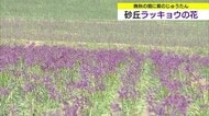 “赤紫のじゅうたん”砂丘ラッキョウの花見頃…晩秋の畑に彩り　冬の寒さを耐え抜いて収穫の初夏へ（鳥取）