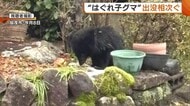 冬眠の仕方分からず？出没相次ぐ“はぐれ子グマ”…エサへの執着強く襲われるおそれも「小さいクマだが鋭い爪・牙持っている」新潟
