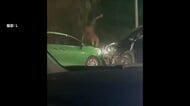 【動画】ボンネットに“全裸男”運転席のドア開けようとする姿も…車同士の事故起こし車奪うなどして逃走か　死亡ひき逃げ事件に関与も？