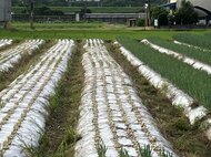 【九条ねぎ泥棒】300キロが刈られる「切り方がプロの手口。販売…