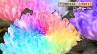 鹿児島は全国有数の花の産地！でも減少する消費額　魅力広げようと農家や生花店が奮闘中