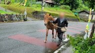 【速報】佐賀・基山町から逃げ出した馬１頭　福岡・筑紫野市内で捕獲　けが人なし