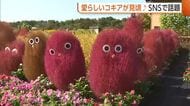 【SNSで話題】赤く色づいた“コキア”に目！？個性豊かな表情で人気映えスポットに「とてもかわいい」新潟・村上市