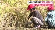 小学生が地元・南伊豆発祥のコメ「愛国」の稲刈り　種から丹精込めて育て一生懸命に収穫