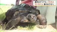 こども園のアイドル！ゾウガメの「だいちくん」夏のおうちにお引っ越し　園児たちが声援（鳥取・米子市）