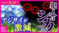 姫路の“名所”のアジサイが激減…その元凶は“真夜中に光る眼”　「毒性あっても気にせず食べる」神社襲ったシカの“食害”と復活願い活動する子供たち
