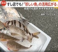 “処理が難しい魚”も美味しく「珍しい魚」への注目高まる　すし店や学校給食、サブスクサービスなどで活用