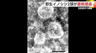 野生イノシシ2頭が豚熱ウイルス感染　半径10キロ以内の養豚場に異常なし　秋田・北秋田市