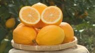 皮も食べられ特有の甘酸っぱい味が注目　レモン×オレンジの「マイヤーレモン」　長野県内の“先駆者”「南信州の名物に」