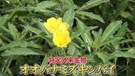【新米ピンチ】黄色い花「オオバナミズキンバイ」驚異の生命力にコメ米農家嘆き…専門家「災害級の植物」