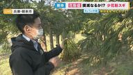 岸田首相が“我が国の社会問題”と呼ぶ「花粉症」　解決の秘策“少花粉スギ”　研究の最前線【兵庫発】