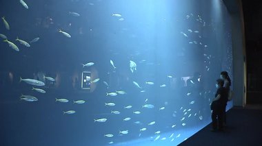 迫力満点の巨大水槽にロマンチックな景色も 子どもも大人も楽しめる四国最大級の水族館