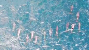 新型コロナの影響でイルカの目撃増!? ボスポラス海峡を悠々と泳ぐ姿が市民の癒やしに