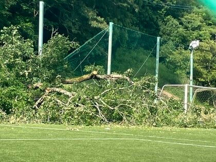 サッカーグラウンドで小学生の試合中に倒木　7人重軽傷　原因はナラ枯れによる根腐れか　樹木医と警察が実況見分　「枝張りは広がっているが根が腐って太れなかったか」