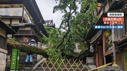 【騒然】｢建物が崩壊したみたいな音が…」清水寺近く産寧坂で高さ9mのしだれ桜が倒れ教師下敷きに 樹齢100年以上予兆は？