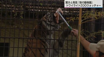 「いつも寝ているトラが元気」夜の動物園で子どもたちが大興奮　レッサーパンダのフンはどんな香り？飼育員と巡る夜の探検