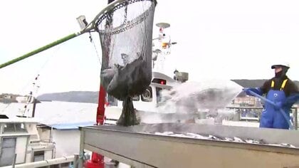 津波警報・注意報から一夜　久慈港では養殖ギンザケの水揚げ、大船渡ではワカメの収獲　岩手県