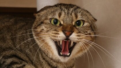 「懐かなくてもこの子を幸せに…」シャーシャー猫と“最強の飼い主”の運命の出会い。譲渡会の“顔”にもようやく春が…