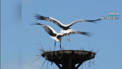 “幸せを運ぶ”コウノトリが初の“離婚”…人間さながらの修羅場展開「他のメスに巣を渡してたまるか！」